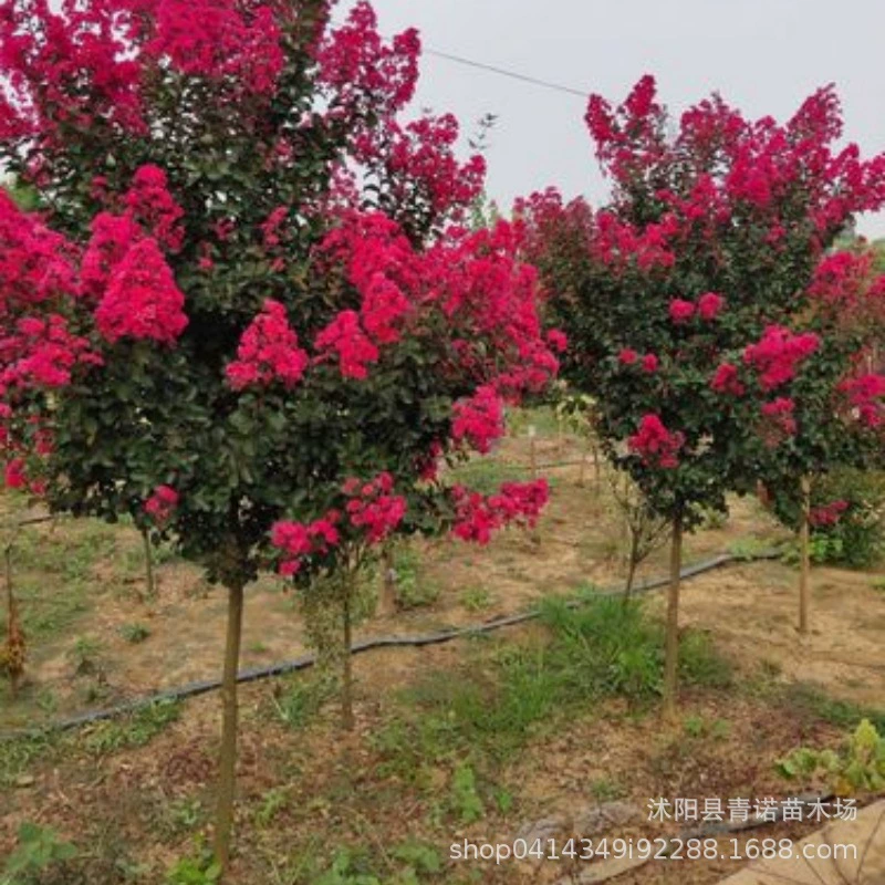 Продам Зеленые саженцы 100-дневные красные 2 см креп саженцы мирта сафлор креп саженцы мирта Большая скидка