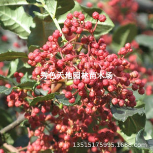 ��t�ۻ������ʳ�����Ե����ϱ��Nֲ��������Ĵ��齷�t��觽���