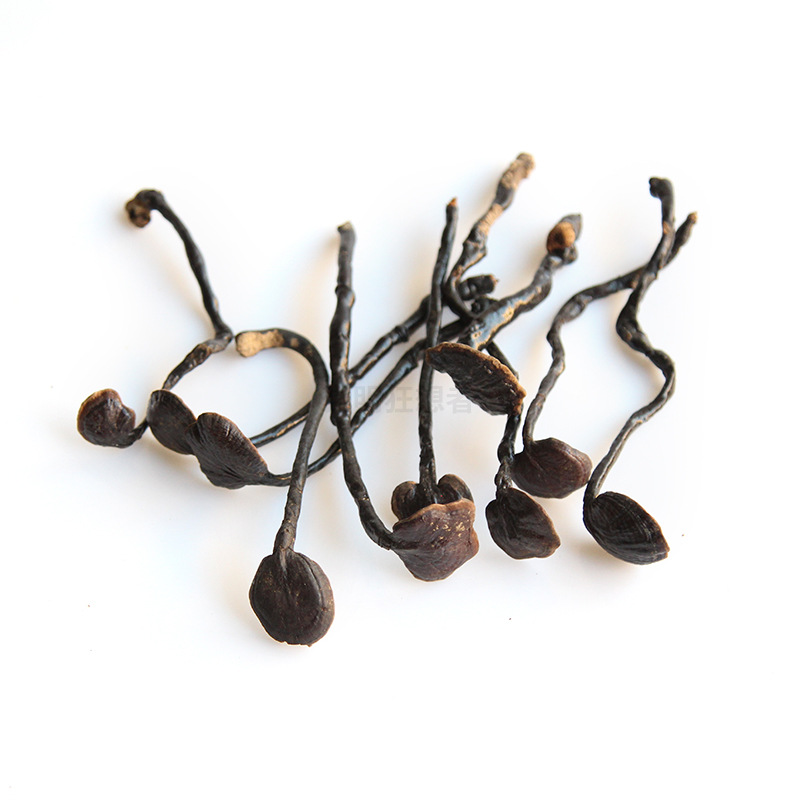 Linh chi mini (đường kính nhỏ khoảng 1,5-3cm)