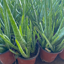 ���A�J�C���Զ���߼y�����aˮֲ��ʳ�ÿ͏d