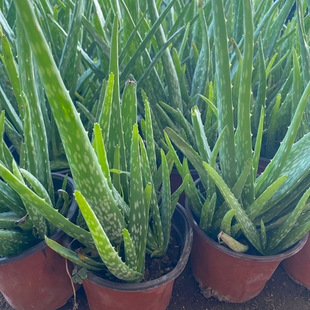 ���A�J�C���Զ���߼y�����aˮֲ��ʳ�ÿ͏d