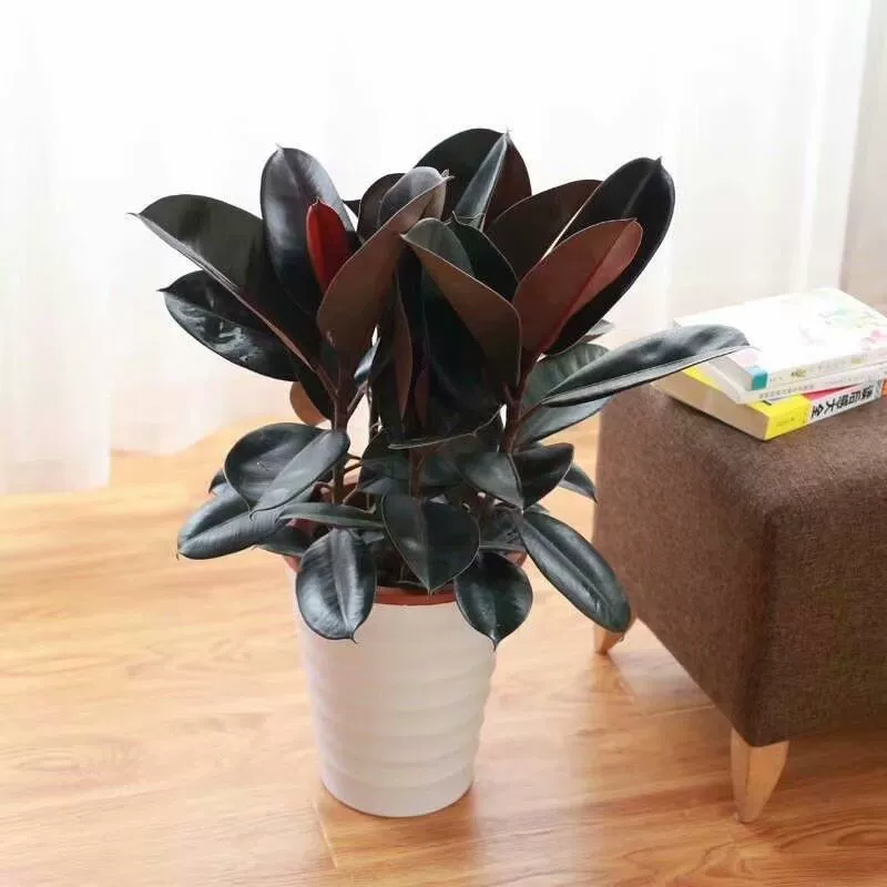Каучуковое дерево Черный Кинг-Конг Морозостойкое растение Комнатное зеленое растение Четыре сезона Цветок Рассада Балкон Гостиная Двор Рабочий стол