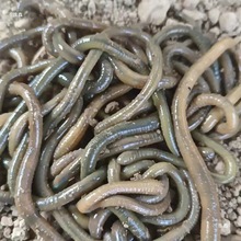 Ұ������������r���~�D��~������S�X�ش�̖����򾴹ុ��D��