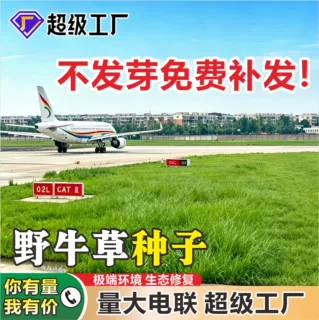 野牛草种子耐旱耐践踏护坡绿化草籽庭院草坪固土草种厂家批发