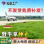 庭院护坡绿化固土草种子