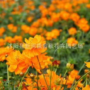 Sulfur Chrysanthemum Seeds, Spring Sown Yellow Cosmos Flower Seeds, Easy-To-Live Sulfur Chrysanthemum Seeds for All Seasons, Courtyard Outdoor Flower Sea Flower Seeds