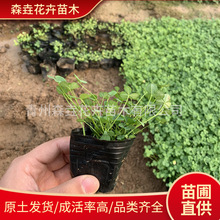 三叶草白三叶草种公路绿化公园绿化白三叶宿根市政工程花海绿化苗