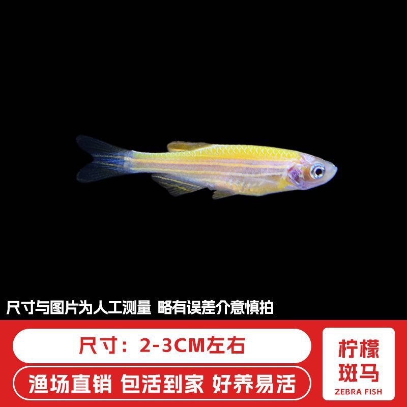 ゼブラフィッシュ観賞魚、活淡水ペット魚、蝶の羽、長尾冷水魚、淡水熱帯魚、飼いやすい、生きやすい|undefined