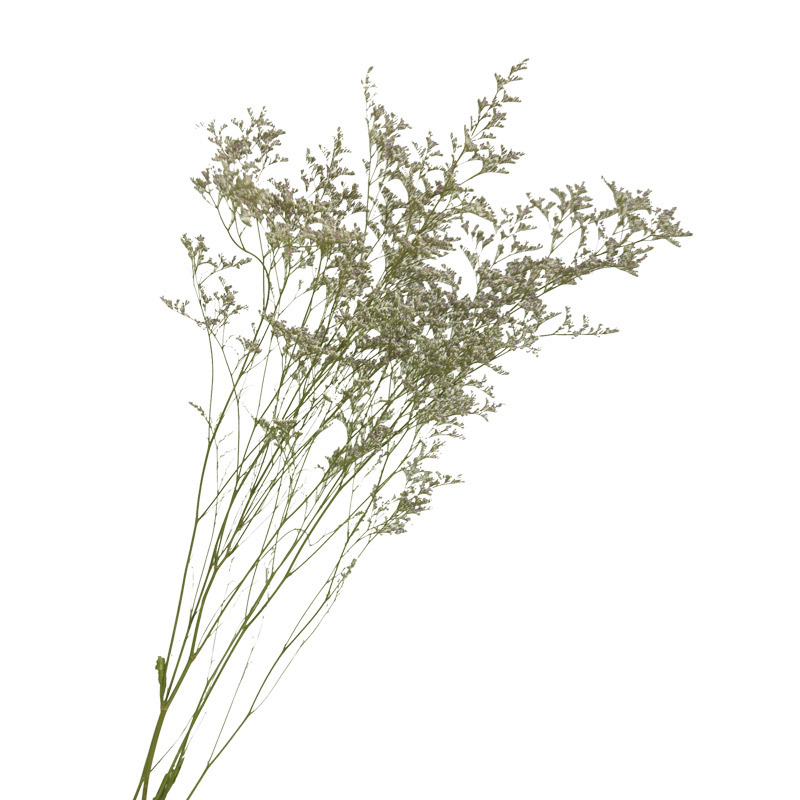 Rhapsody nuevo producto Clase A Lover Grass 100g Mori Natural Dry Flower Real Flower Decoración del hogar Fábrica de Yunnan al por mayor