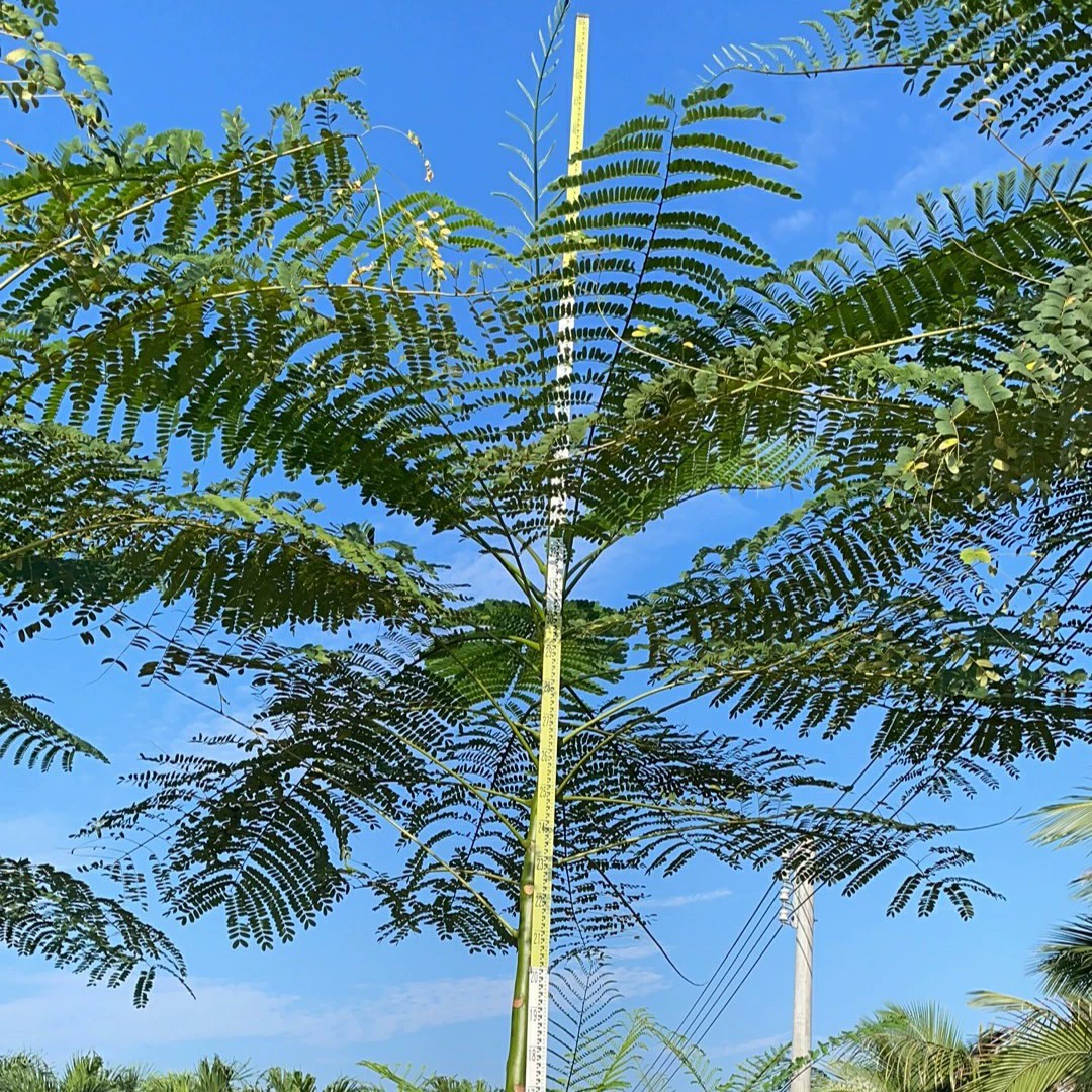 2310 питомник поставляет липкие листовые бобы 3-4 метра емкостного сосуда