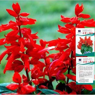 һ���t�N�˰����t�ļ����׷N�ͺ�ͥԺ���⻨������ֲ�������t����