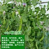 Beidou Seven -Star Grand Silkworm Bean Seed Seeds Seeds High -yield Spring, Summer Autumn and Winter Four Seasons Balcony Vegetable Laibi Seed