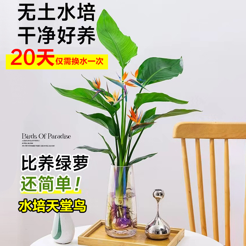 Bird of Paradise Hydroponic Plant Strelitzia Potted Plant Living Room Large Green Plant Office Desktop Flower Evergreen All Year Round