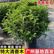 正宗清香胡椒木盆栽特大老桩盆景可食用室内阳台驱蚊植物四季常青
