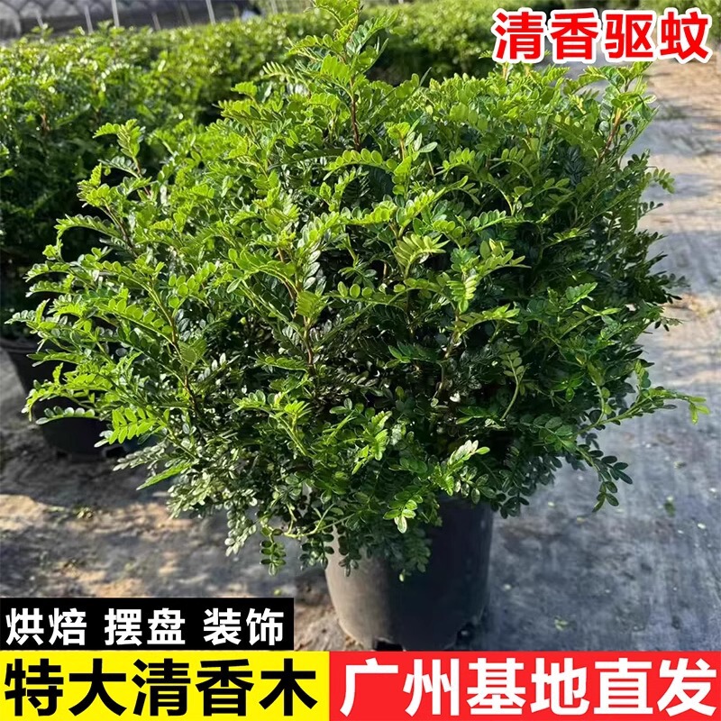 Authentic Fragrant Pepper Wood Potted Extra Large Old Pile Bonsai Edible Indoor Balcony Mosquito Repellent Plant Evergreen All Year Round Authentic Fragrant Pepper Wood Potted Extra Large Old Pile Bonsai Edible Indoor Balcony Mosquito Repellent Plant Evergreen All Year Round