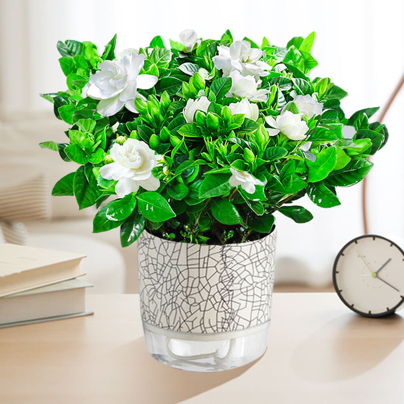 【새싹 있음】120#치자나무(얼음깨진 자흡식 화분) + 영양액