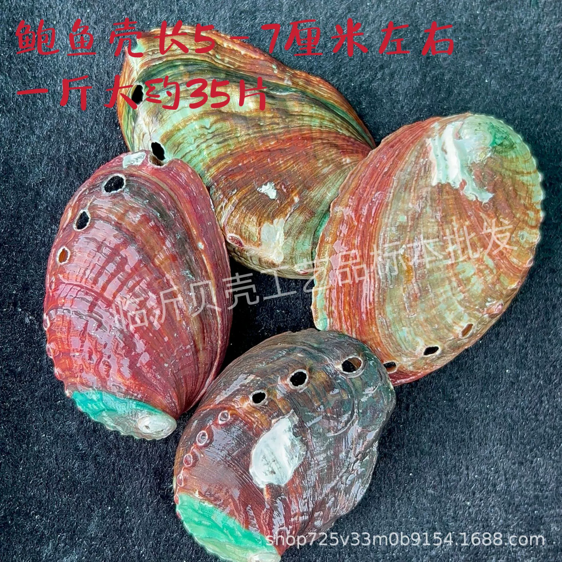 Shell Natural Shell Conch Stars Drifting Bottle Shell Crafts Wholesale Diy Handmade Shell Materials