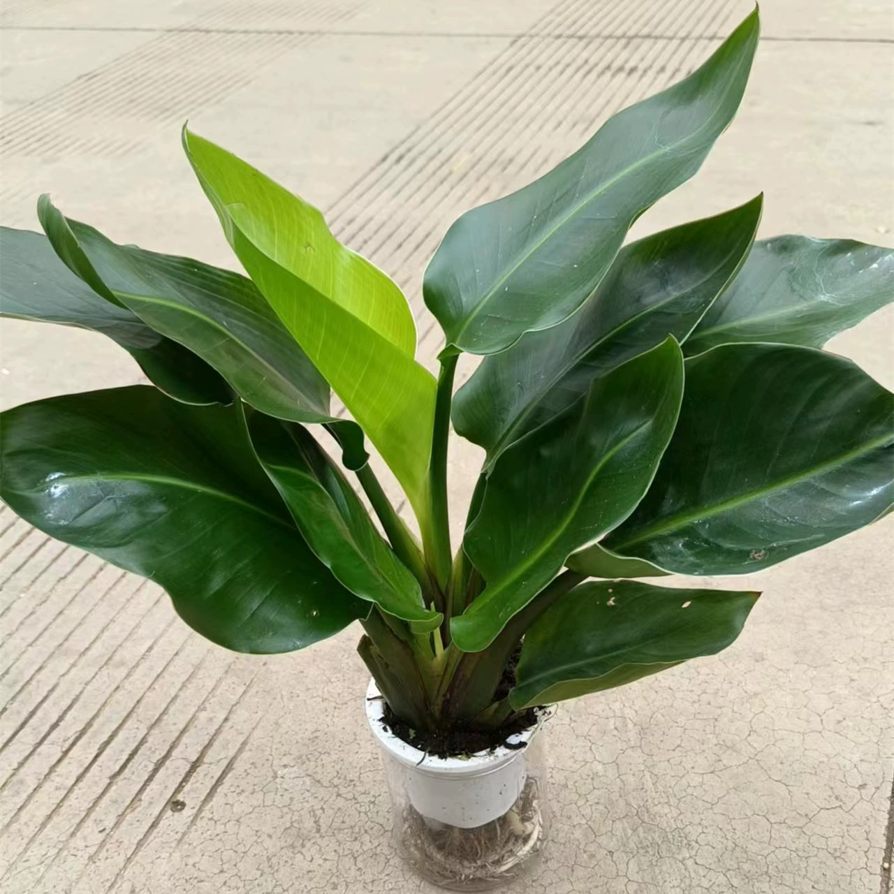 Гидропонная птица Креничия в помещении Рабочий стол в горшке Тени Устойчивый к горшку Четыре сезона Хорошие водоподнимающие цветы Зеленое растение Бонсай 20 упаковок