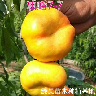 ���7-7 ���9̖���� �S����Ҙ��� �޽��Ҙ��� ������������