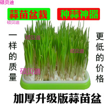 水培养栽蒜苗盆栽容器种蒜大蒜葱的盆蒜黄器皿发芽种植盘盆盒