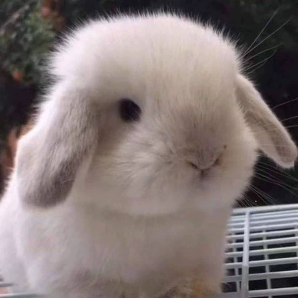 Frost White Ear Rabbit