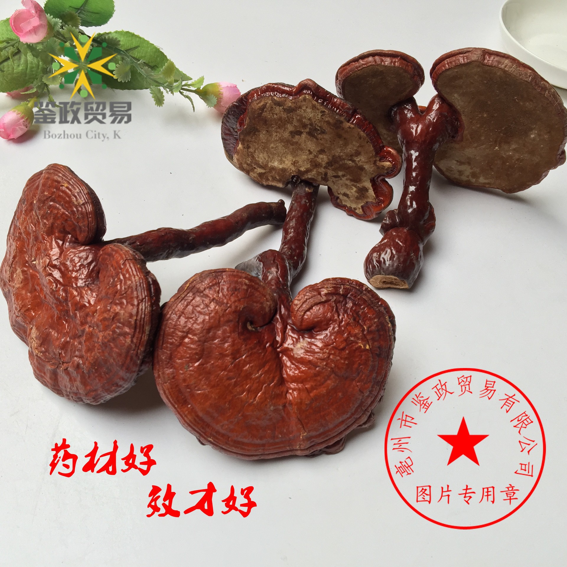 Dried Red Reishi Mushroom Whole Ling Zhi Ganoderma lucidum Traditional Herbal Tea and Decoction Herb 500g in use