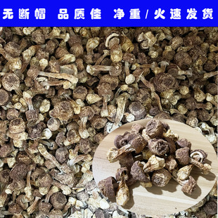 ���l�����׸�؛���x���׾�����خa���׹�������ֻ�u�ԃr��