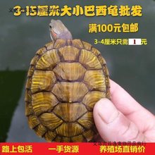 乌龟活体大小宠物龟龟苗红耳龟小彩龟水龟乌龟批包活发