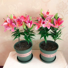 批发 香水百合种球 多季开花百合花苗带芽发货 四季盆栽 观赏花卉