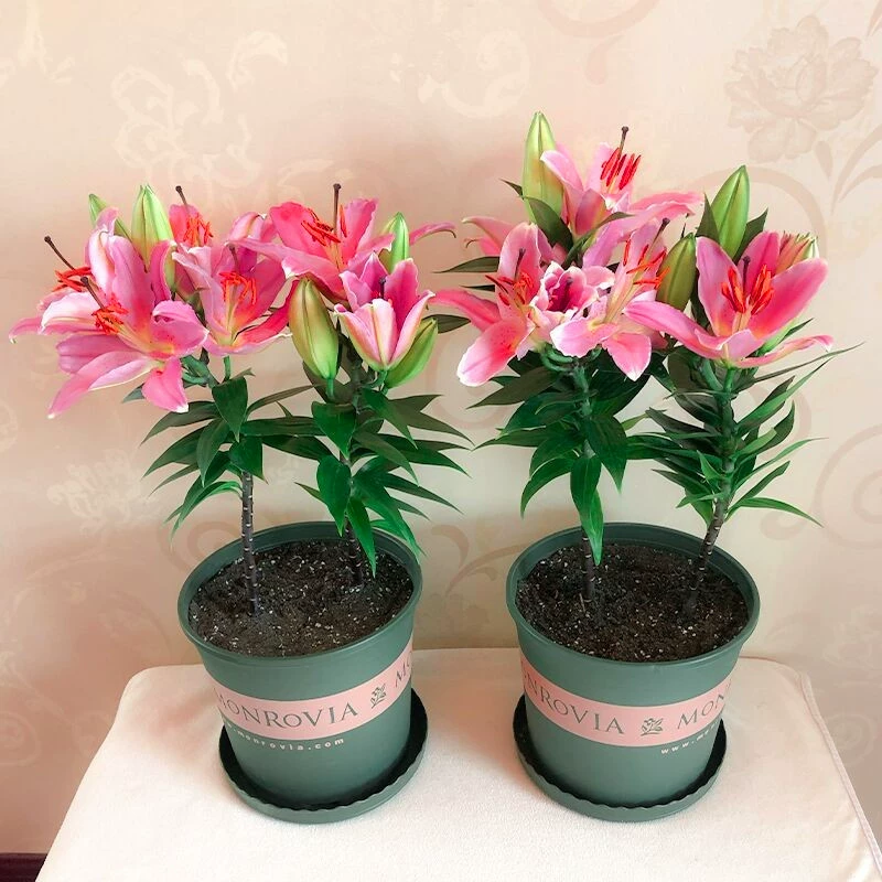 Оптовые парфюмерные Луковицы лилий, всесезонные цветущие саженцы лилий с бутонами, доставка, четыре сезона, декоративные цветы в горшках