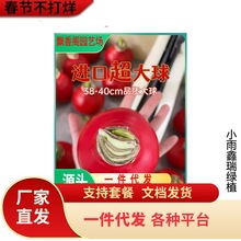 一件代发荷兰进口石蜡朱顶红封蜡小盆栽大种球懒人鲜花可放办公室