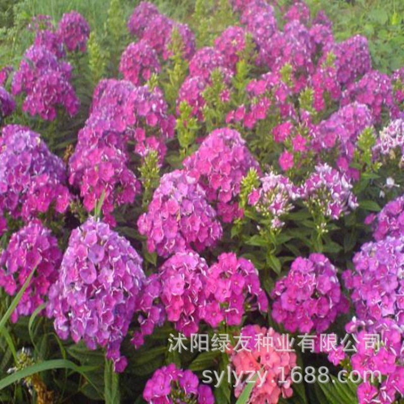 Semillas de flores, semillas de flores.