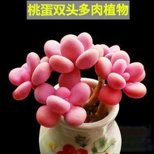 ֲ辰ϡƷNҵwBƷ⻨Ϙ}]