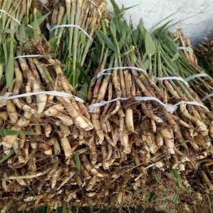 Aquatic Plant Reed Seedlings, Greening Reed Seedlings, Wetland Greening Reed Swamps, Dug and Sold Now, High Survival Rate