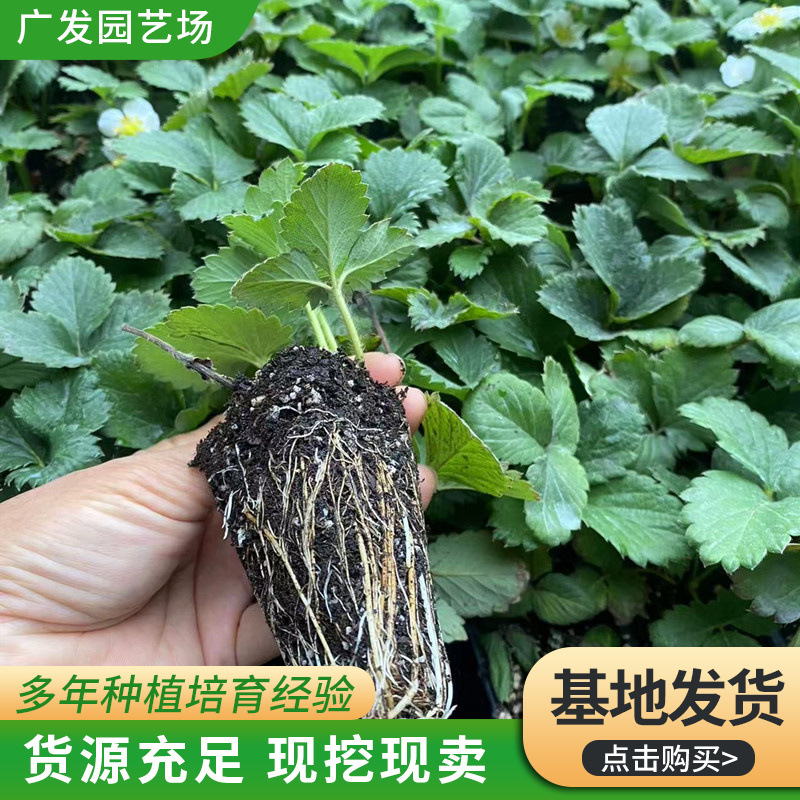 基地批发穴盘草莓苗 现挖现卖组培机制草莓穴盘苗整盘草莓苗