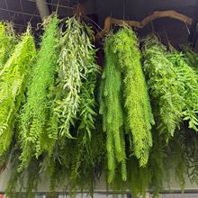 仿真绿植 垂吊绿植 壁挂 波斯草 空气草 垂挂植物墙工程植物批发