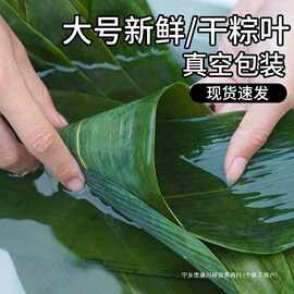 100片粽叶新鲜粽子叶包粽子端午节粽叶干大号宽箬叶铺垫