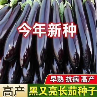 Black and Bright Long Eggplant Seeds, Purple Handles, Black and Bright Eggplant Seedlings, Vegetable Garden Four-Season Vegetable Seeds, Black Eggplant Seeds