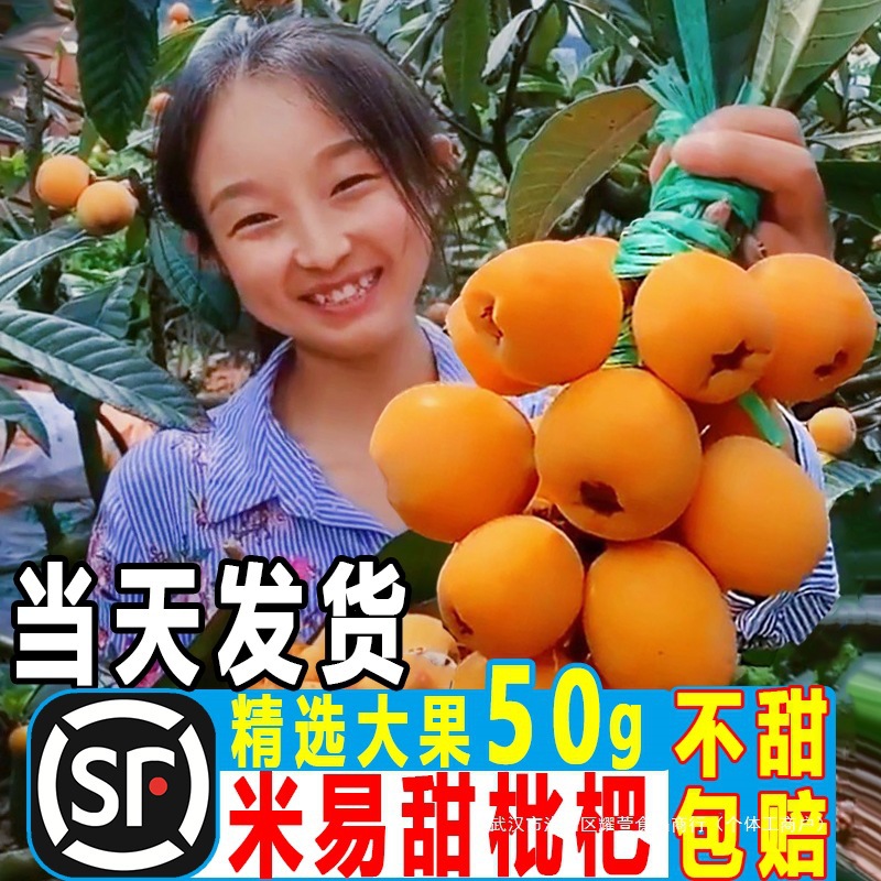 四川攀枝花米易枇杷大果新鲜琵琶水果琵笆琵芭特级大五星批把鲜果