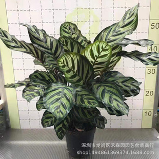 �߲ʿ�ȸ����140#�N�����ļ����G�k���҃Ȼ���ꎾGֲ�������lֱ��