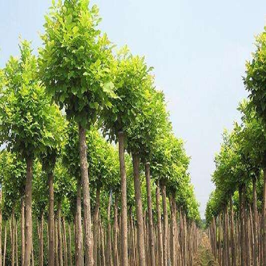 State tree Nursery wholesale Ash trees Land occupation 6 Cm 8 a centimeter And sell engineering green tree
