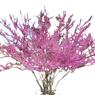 ���G������ͥԺ����Nֲ���Ϙ��G���@�ּ��ô����G�����煲������