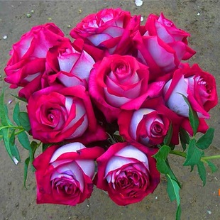 Monica Bellucci Rose Seedlings Bloom Two-Color Large-Flowered Fragrant Roses That Can Be Potted in All Seasons David Rose Flowers