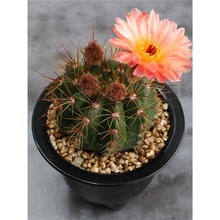 ������������������ѣ����{����ϡ���_�����^����ֲ���С����