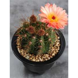 花田舍仙人球奇仙玉眩美玉狮子王稀有开花美观多肉植物创意小盆栽