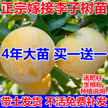 ӘϱNֲͥԺ쮔YÓAӹ