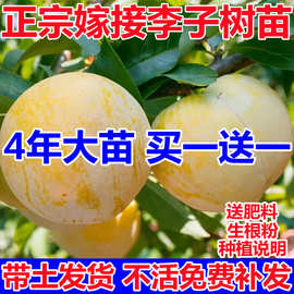 蜂糖李子树苗南北方种植庭院地栽晚熟当年结果脱骨三华李子果树苗
