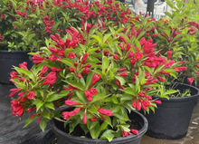 一件代发红王子锦带花苗五彩锦带四季植物耐寒耐旱阳台花卉树苗庭