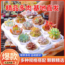 BF�[������ֲ����Ժô��w�������ldiy�GֲС���Դ��N�YƷٛ��