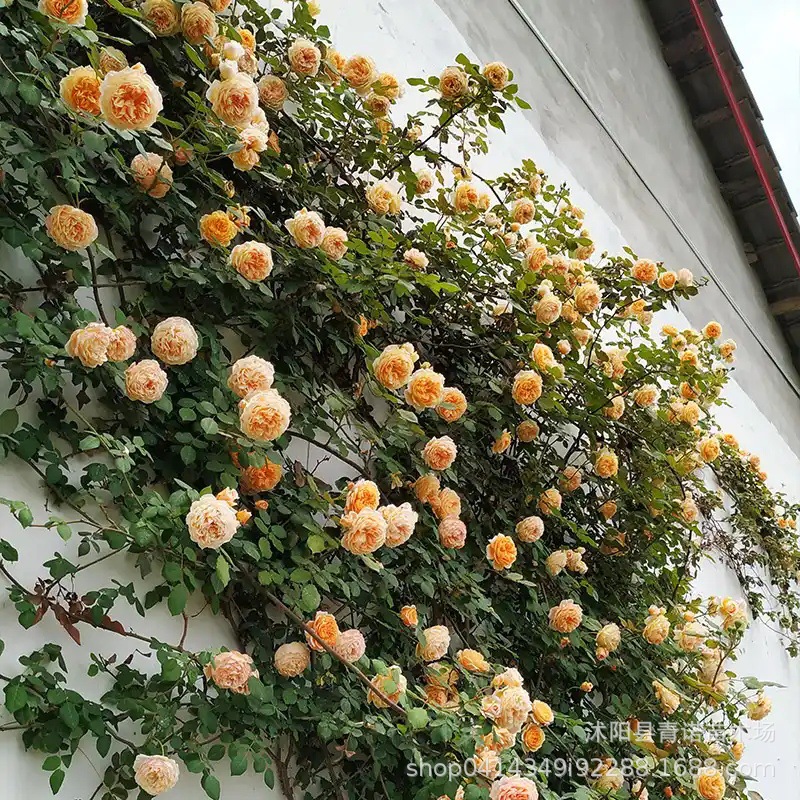 苗圃直销藤本月季龙沙 王妃 藤本月季品种齐全 欧洲月季 盆栽花苗